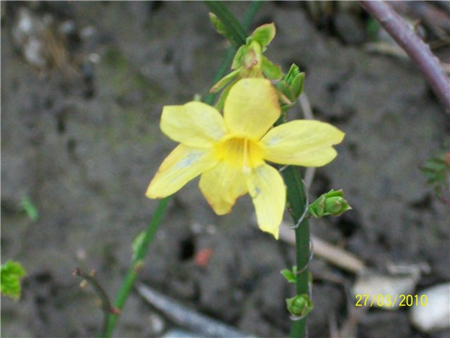 Zimski jasmin- lat. Jasminum nudiflorum